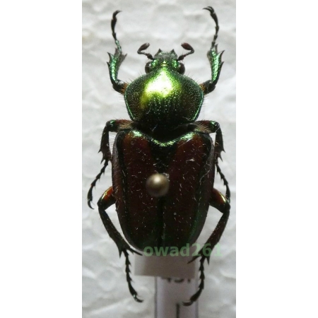 Phaedimus zebuanus kachikun Nagai, 1998 female Philippines43f
